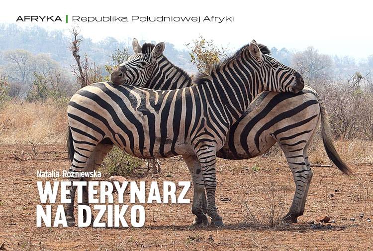 Losowy darmowy artykuł